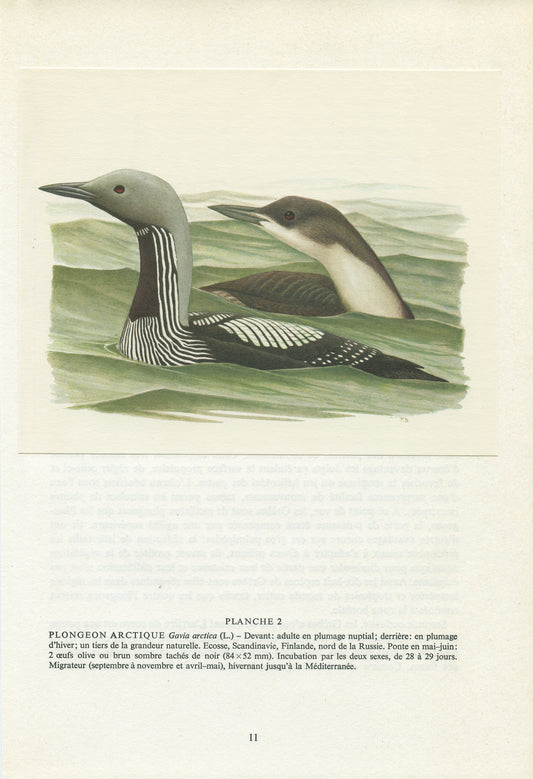 1962 Black throated loon diver bird print