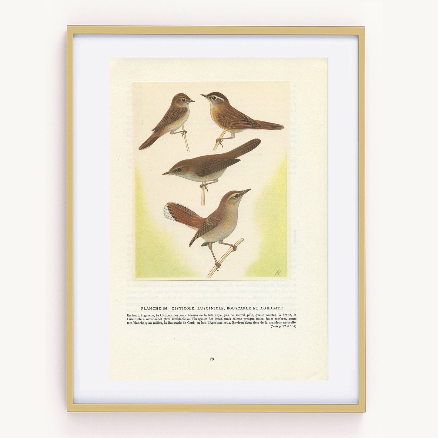 1961 Scrub robin & warbler birds print