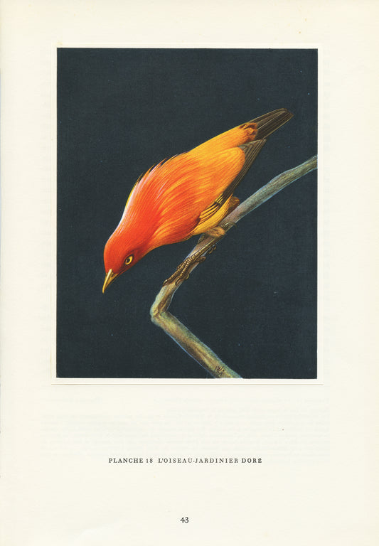 1962 Illustration d'oiseau jardinier doré orange