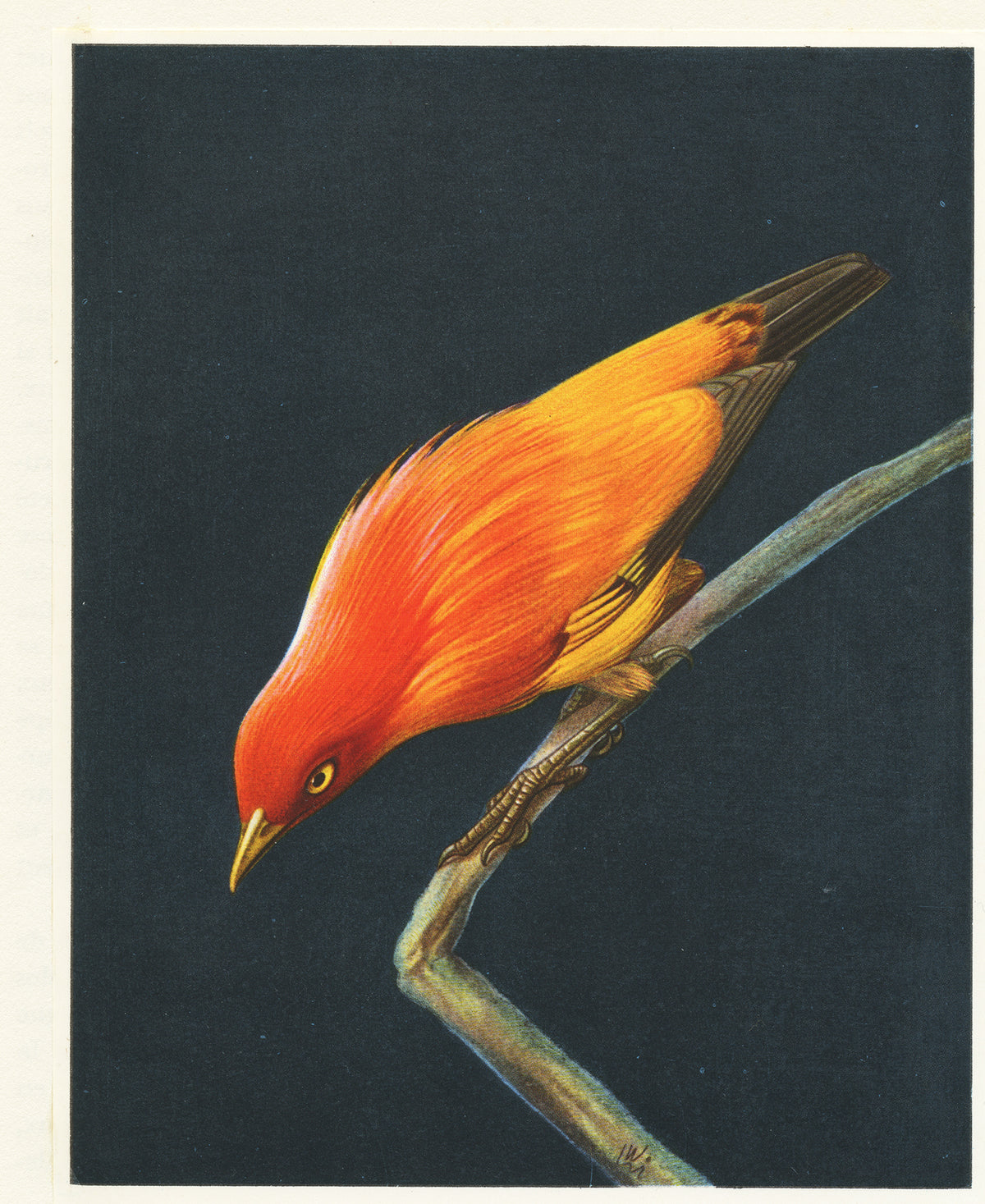 1962 Illustration d'oiseau jardinier doré orange