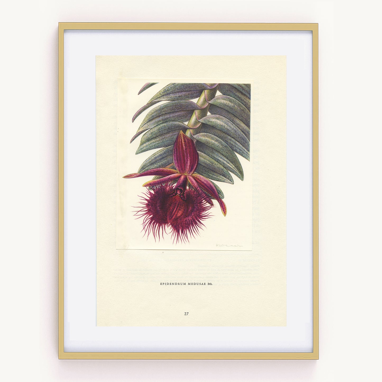 1953 Epidendrum Medusae orchid print