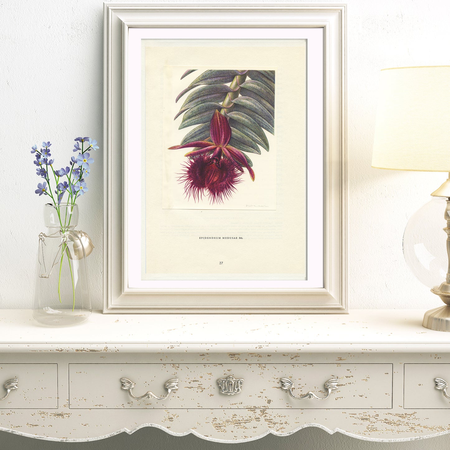 1953 Epidendrum Medusae orchid print