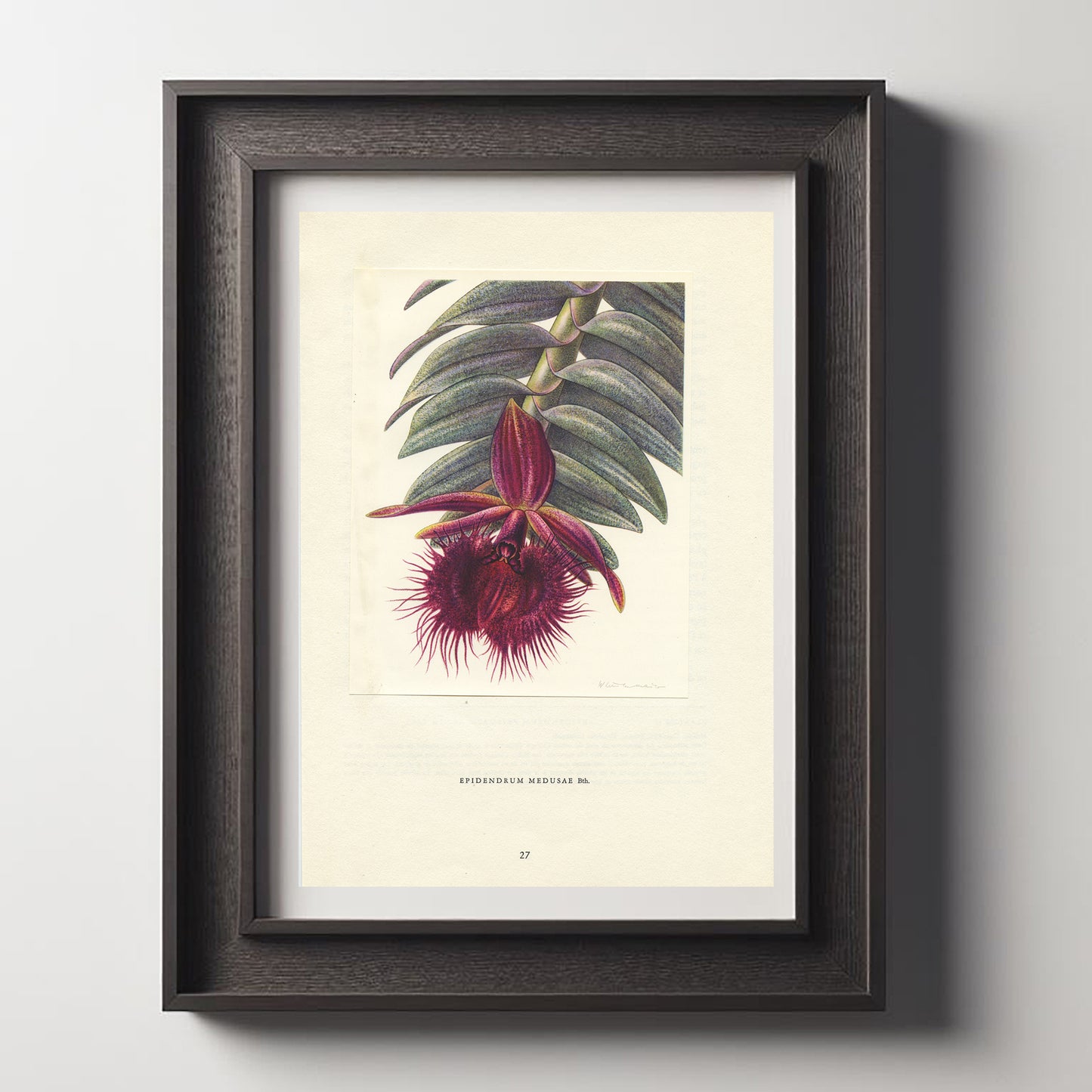 1953 Epidendrum Medusae orchid print