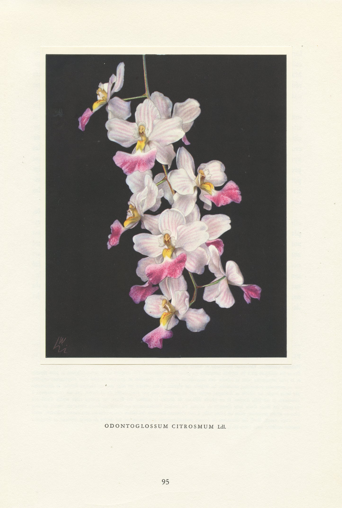 1953 Illustration d'orchidée vintage Odontoglossum Citrosmum