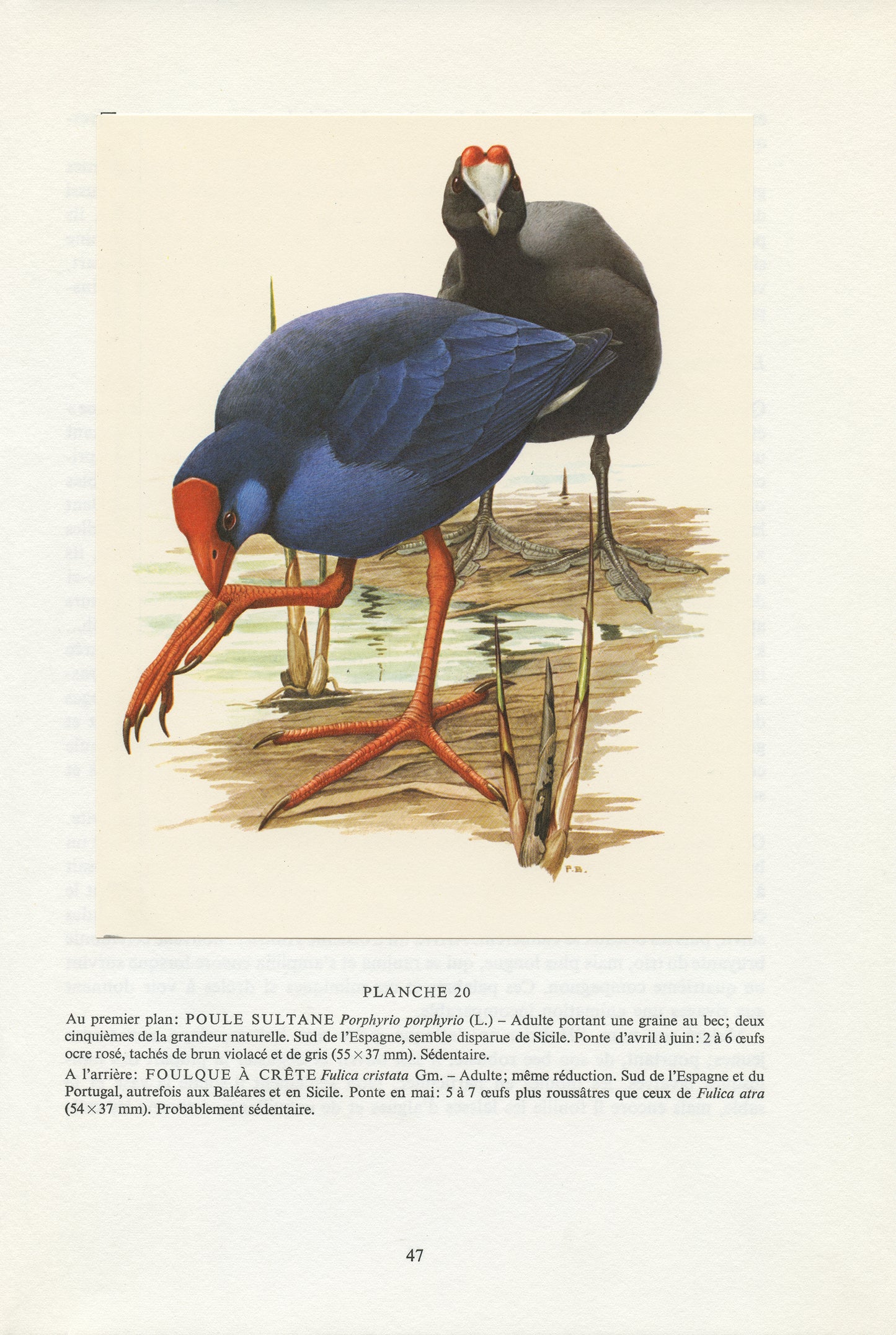1962 Swamphen and red-knobbed coot bird print