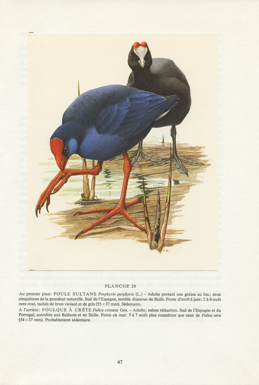 1962 Swamphen and red-knobbed coot bird print