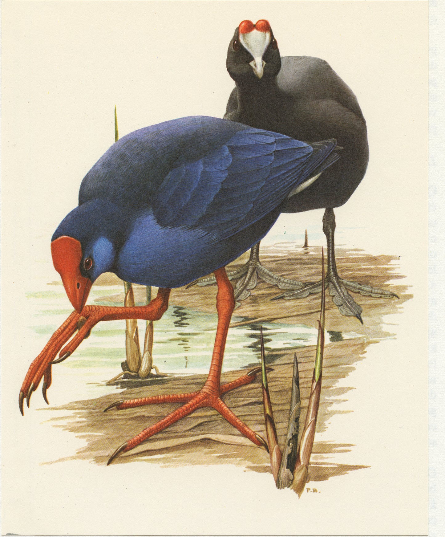 1962 Swamphen and red-knobbed coot bird print