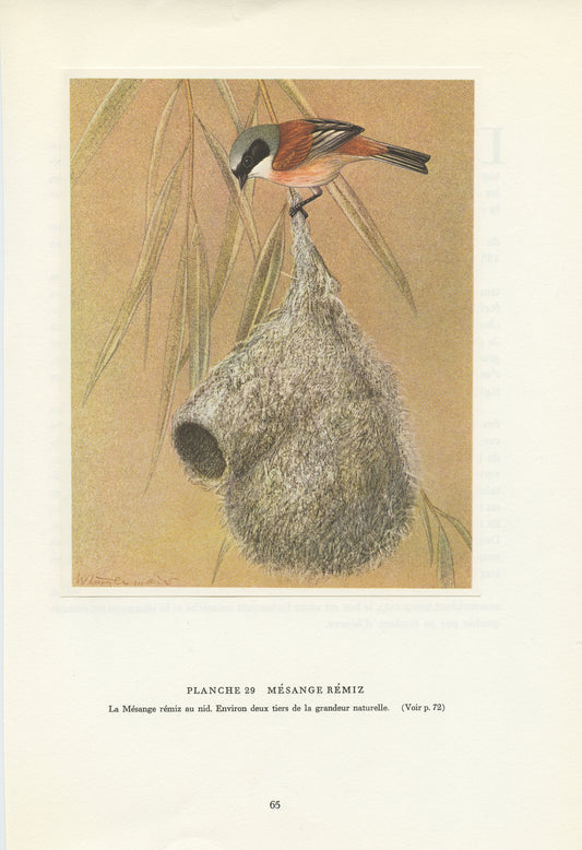 1961 Eurasian penduline tit bird print