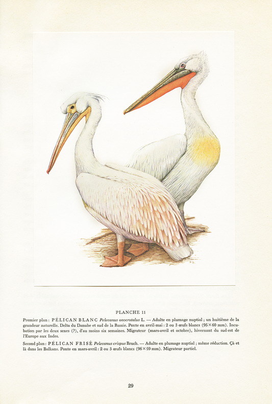 1962 Pelican print by Paul Barruel