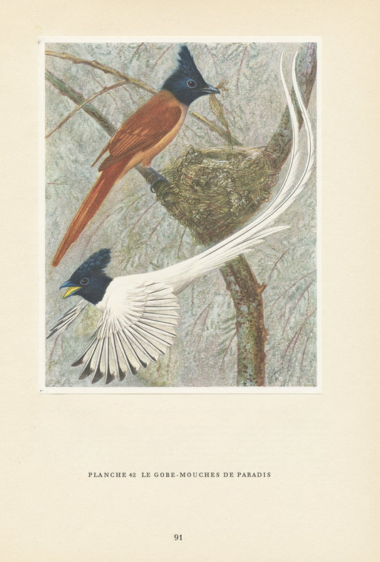 1961 Indian paradise flycatcher bird print