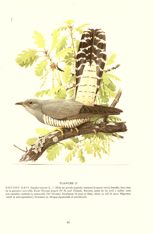 1959 Gray Cuckoo bird illustration by Paul Barruel