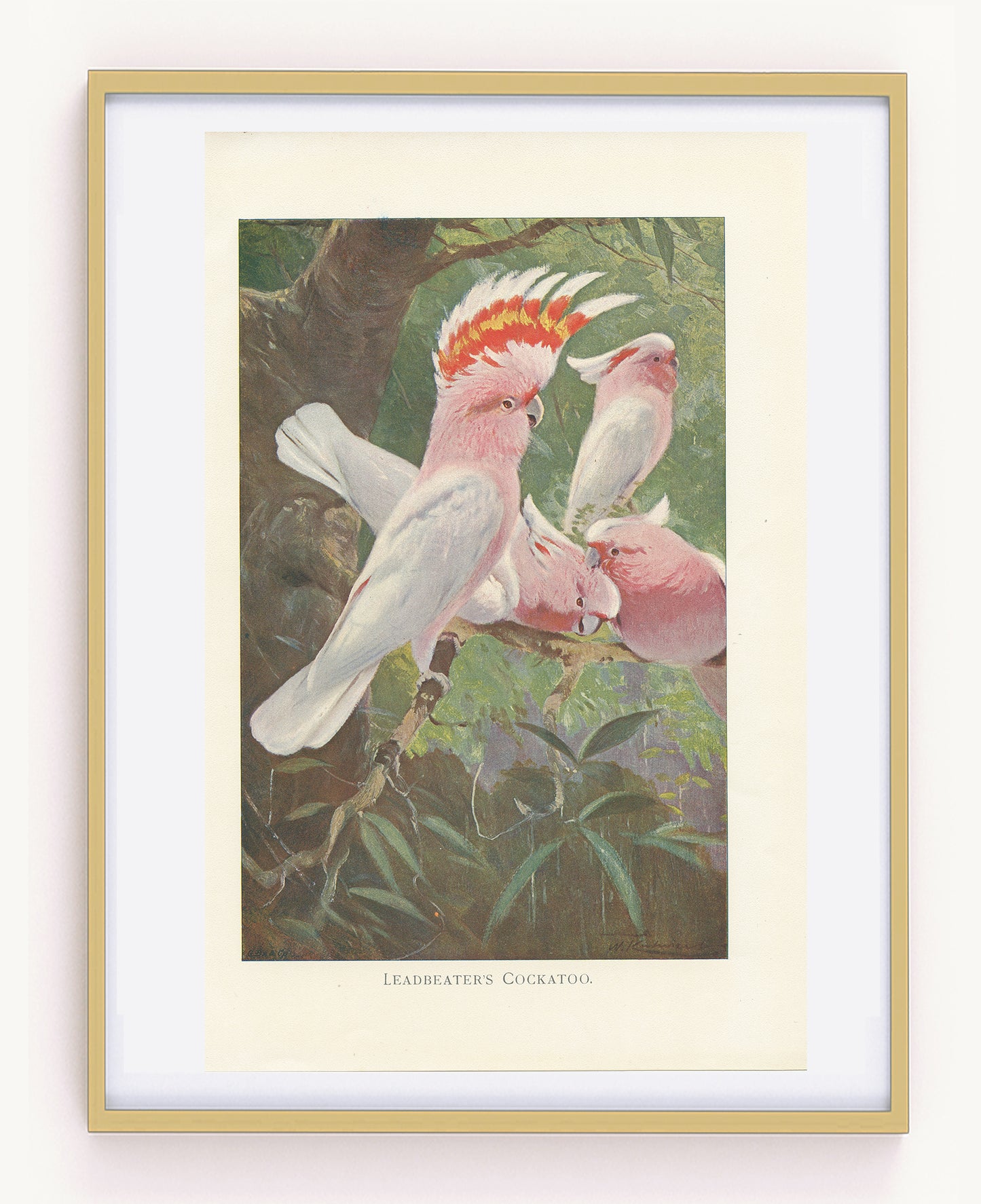 1916 Leadbetter's Cockatoo bird print