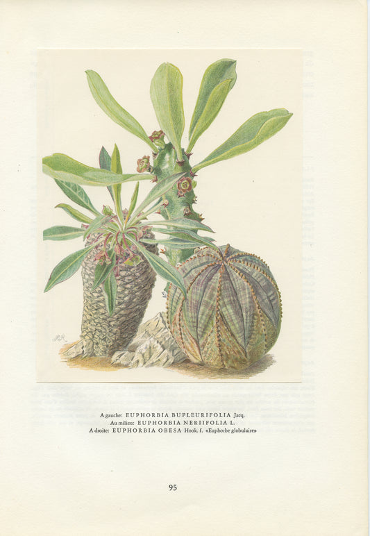 1958 Euphorbia bupleurifolia,  cycad spurge, neriifolia, Obesa succulent print