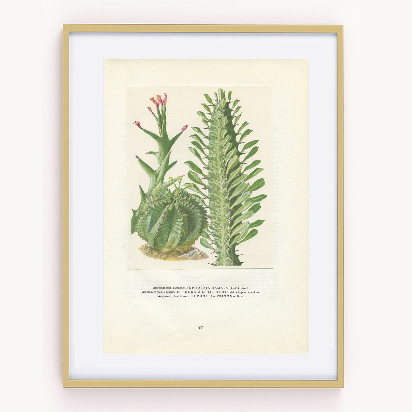 1958 Illustration vintage de plantes grasses Euphorbia Bupleurifolia, Neriifolia, Obesa