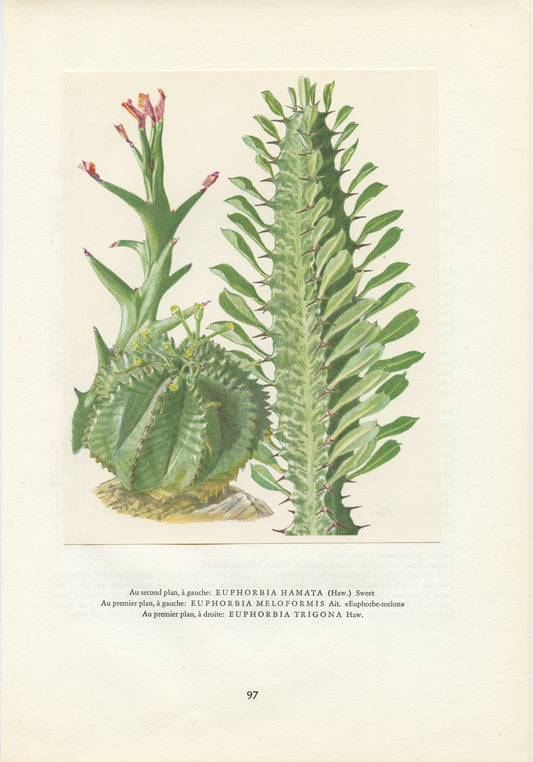 1958 Illustration vintage de plantes grasses Euphorbia Bupleurifolia, Neriifolia, Obesa