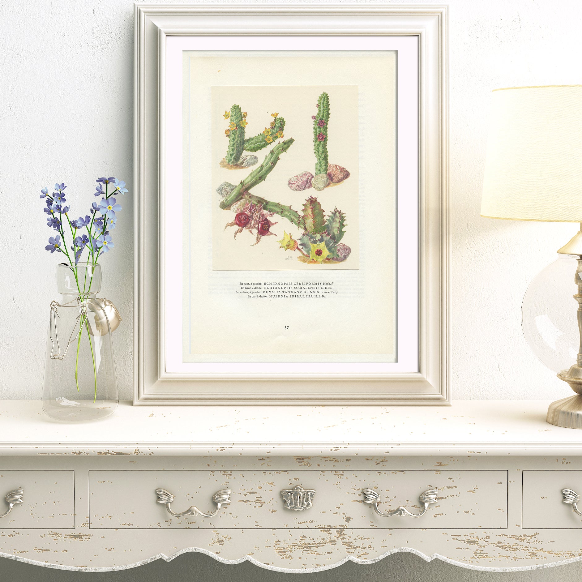 vintage succulent poster 1958 Echidnopsis cereiformis, Duvalia, Huernia Primulina Succulents print