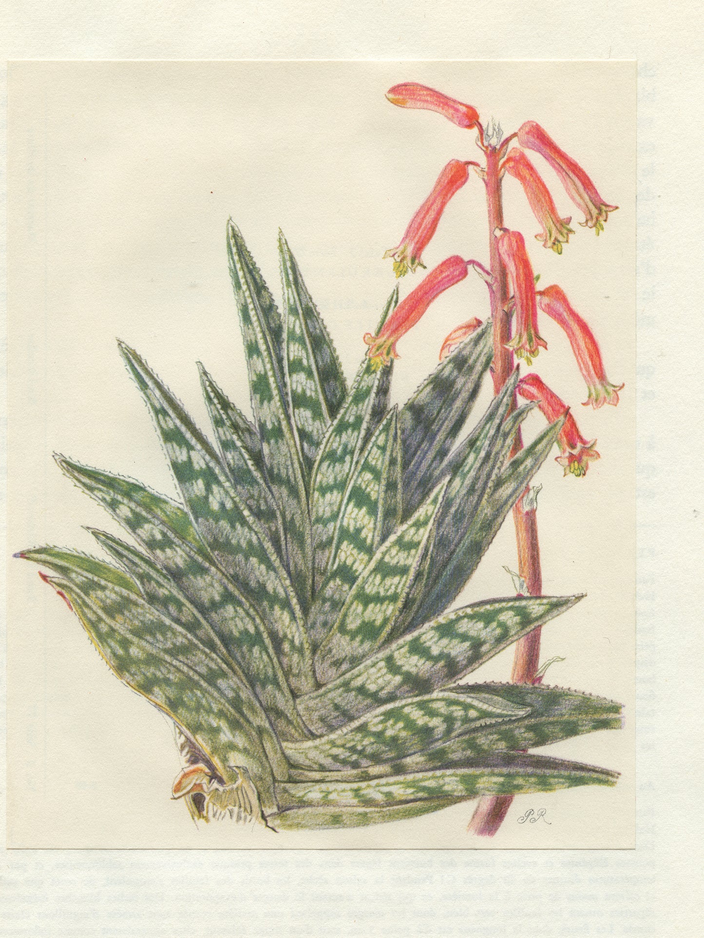 1958 Illustration d'Aloe Tigre Variegata