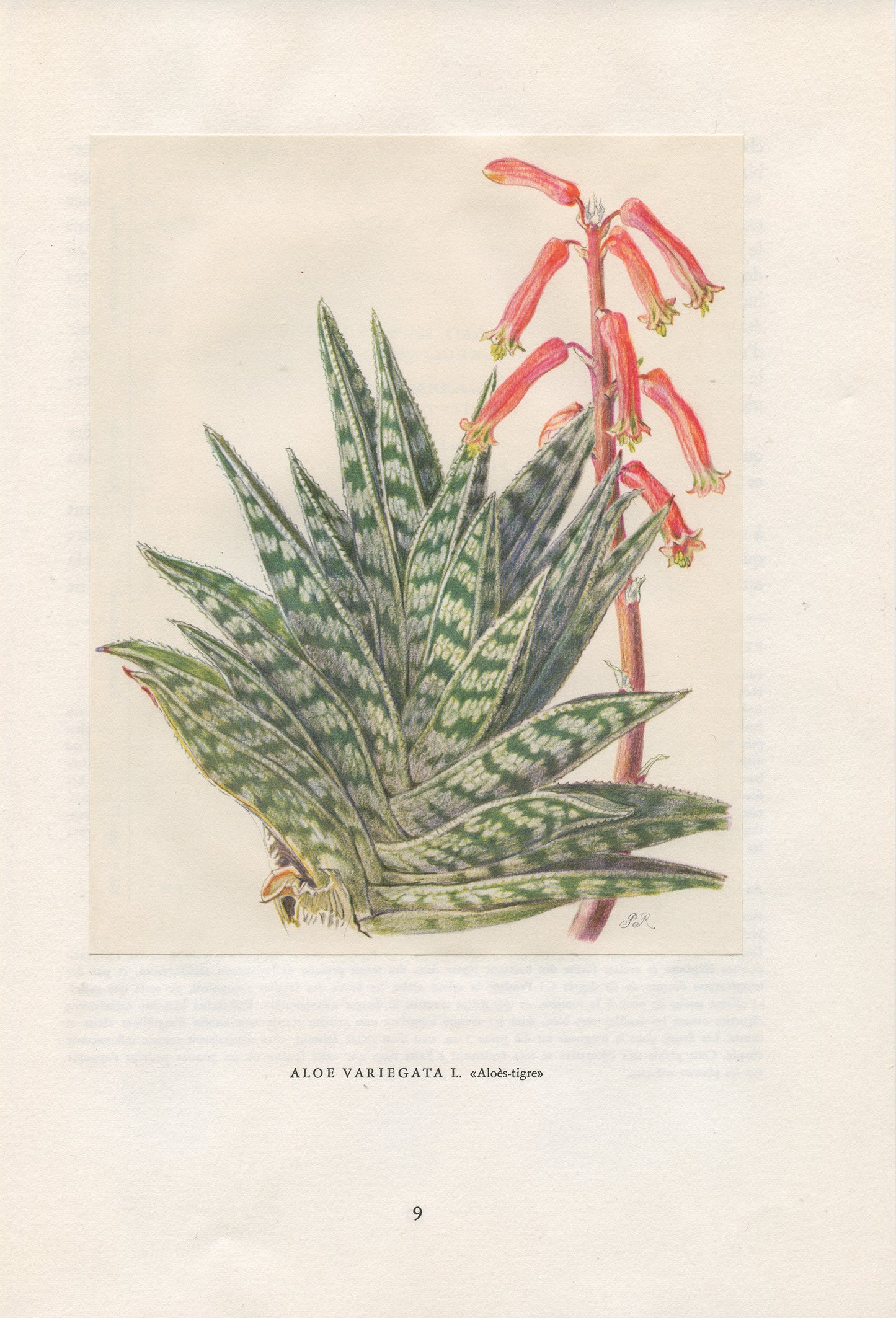 1958 Illustration d'Aloe Tigre Variegata