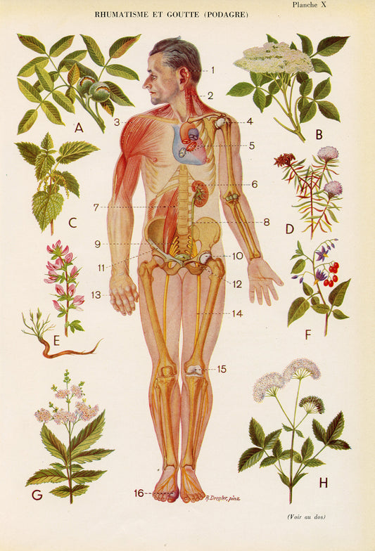 1950 Rheumatism & gout medical print