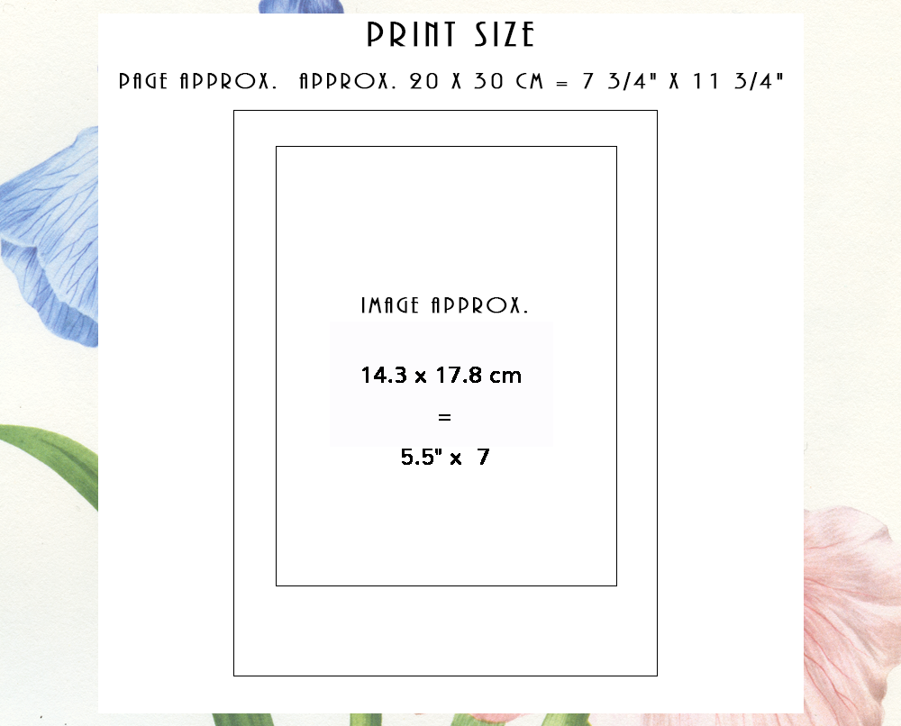 1953 Epidendrum Medusae orchid print