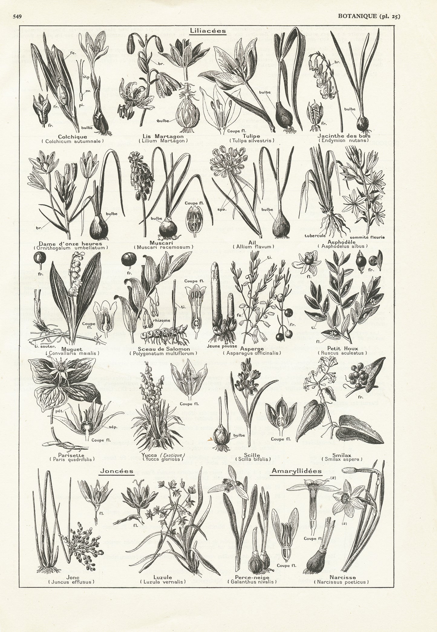 1938 Illustration botanique vintage de Liliacées & Joncées