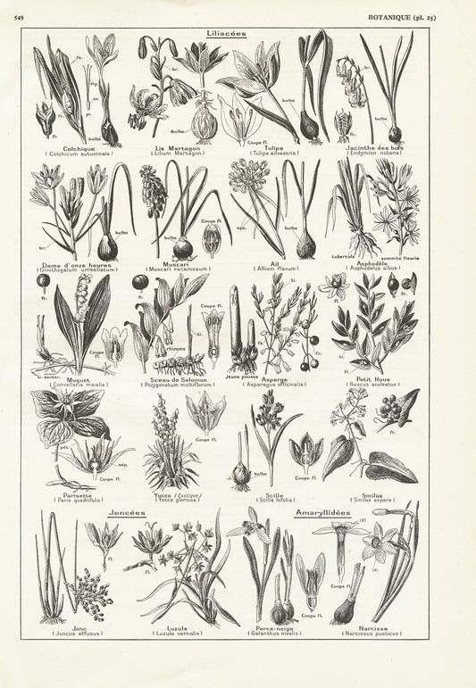 1938 Vintage Liliaceae & Amaryllidaceae plants print