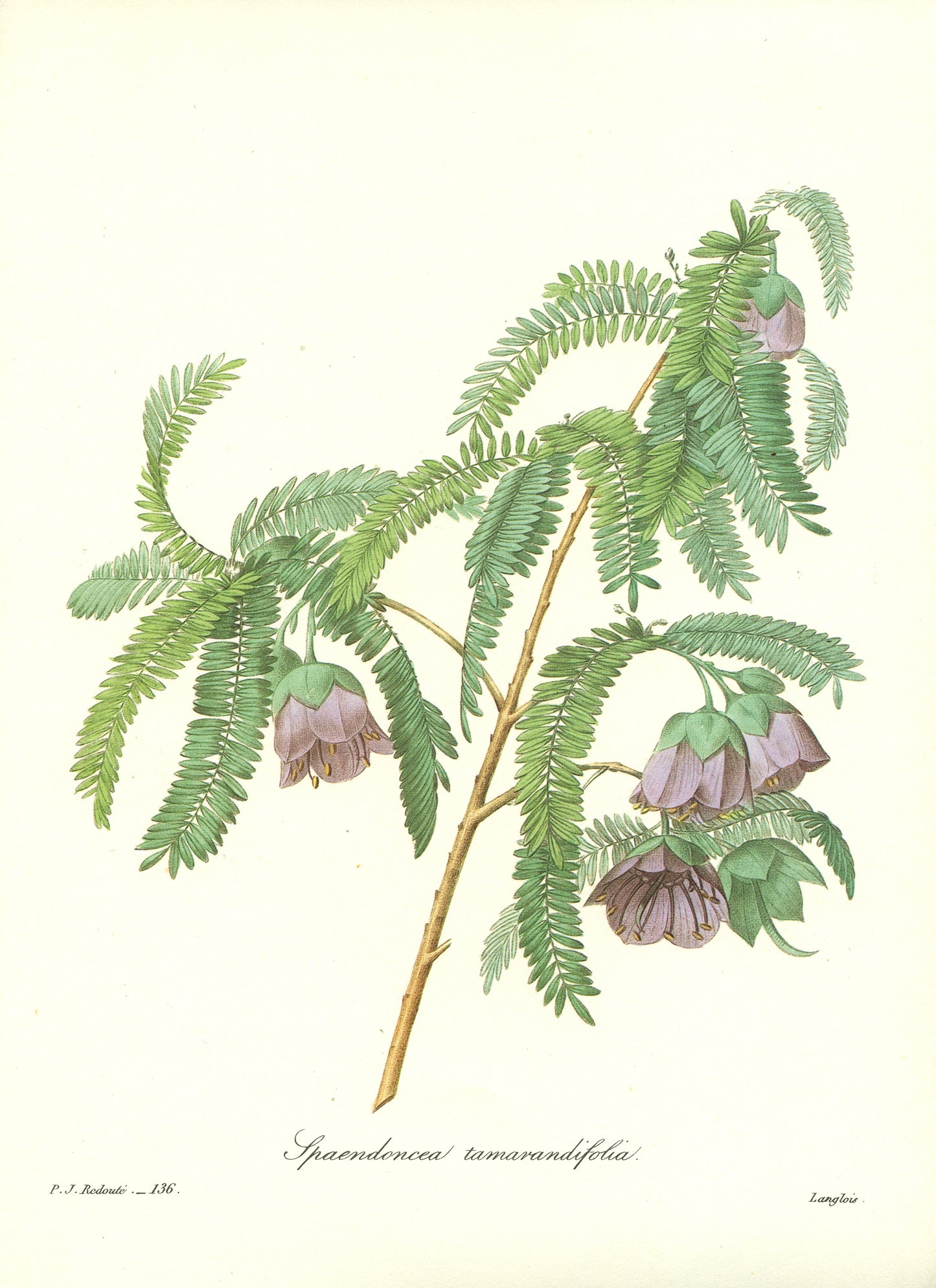 1986 Illustration de tamarinier par Redouté