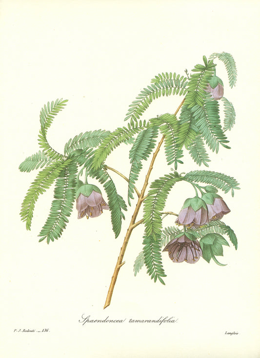 1986 Tamarind tree Print by Redouté