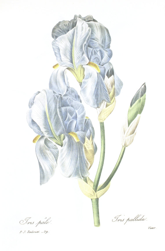 1986 Iris bleu pallida par Pierre-Joseph Redouté