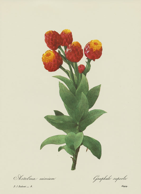 1986 Illustration botanique de Gnaphale par Redouté
