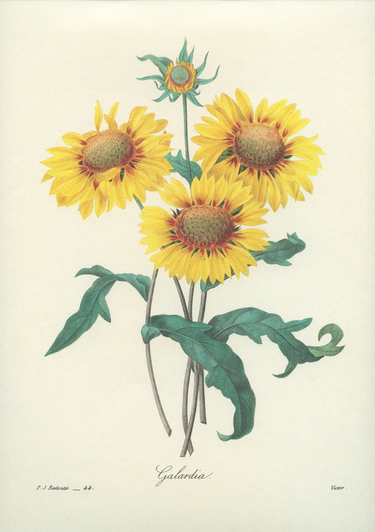 1986 Redouté Yellow Blanket Flower Gaillardia botanical print