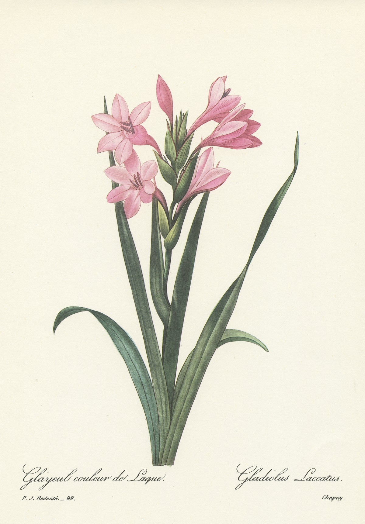 1986 Vintage Redouté Pink Gladiolus Botanical Print