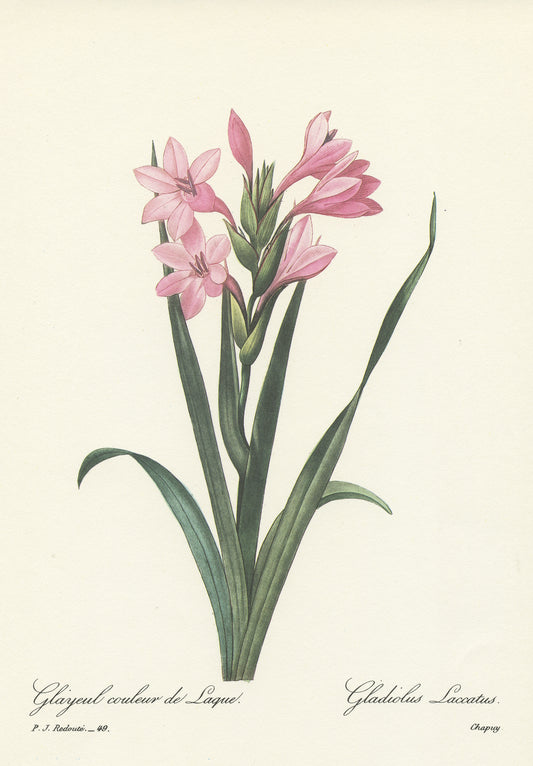 1986 Illustration de Glaïeul laque rose par Redouté