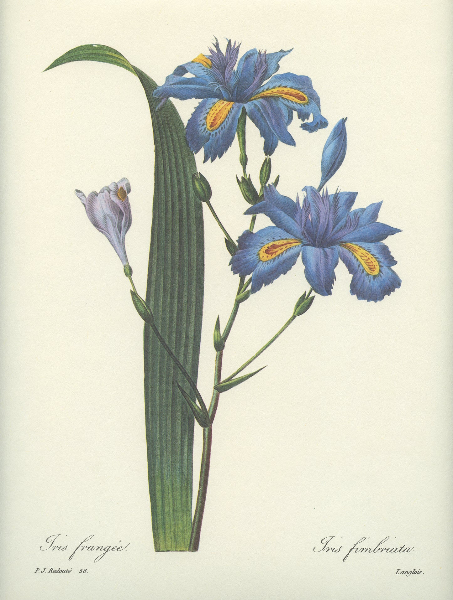 Vintage Redoute Blue Fringed Iris Japonica Botanical Print