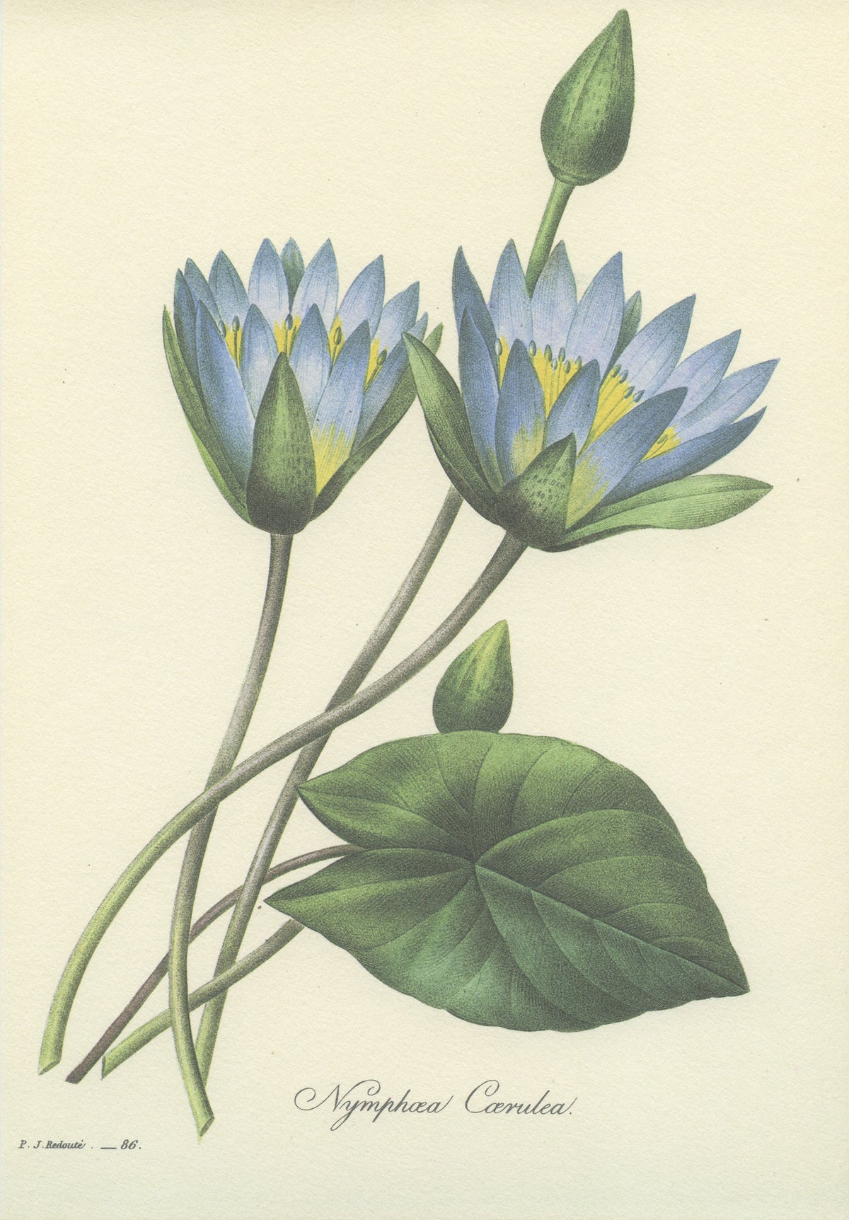 1986 Blue Nymphea Print by Redouté