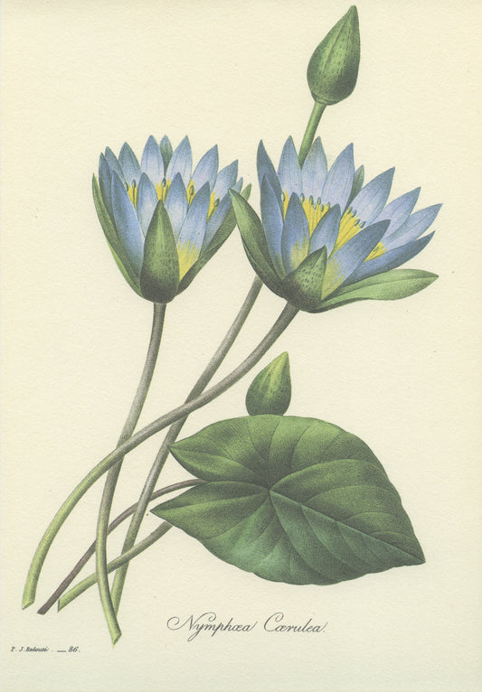 1986 Blue Nymphea Print by Redouté