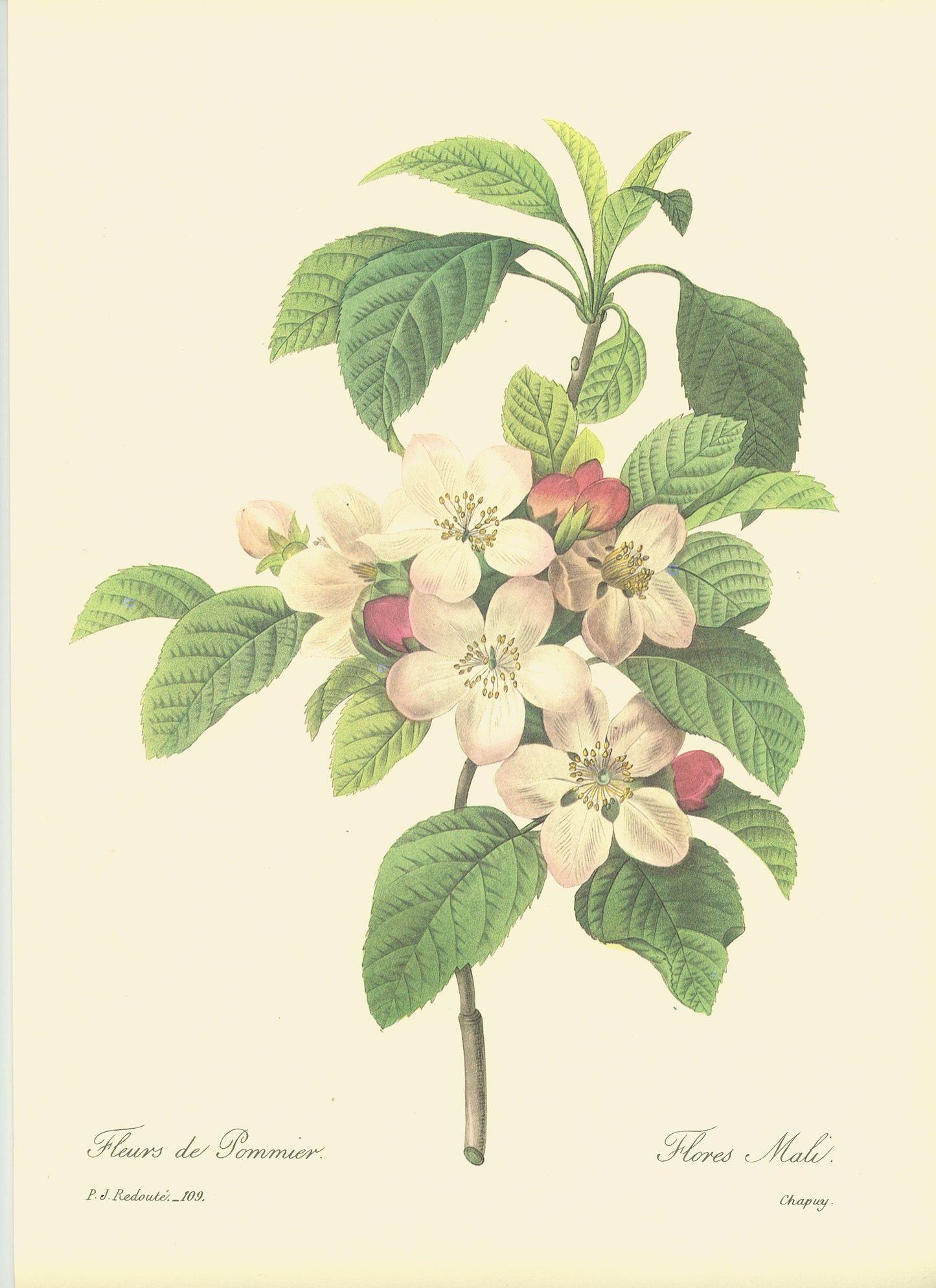 1986 Illustration botanique de Fleurs de Pommier par Redouté