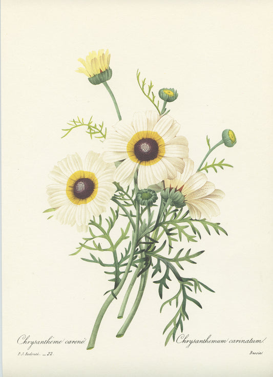 1986 Illustration botanique de Chrysanthème blanc par Redouté
