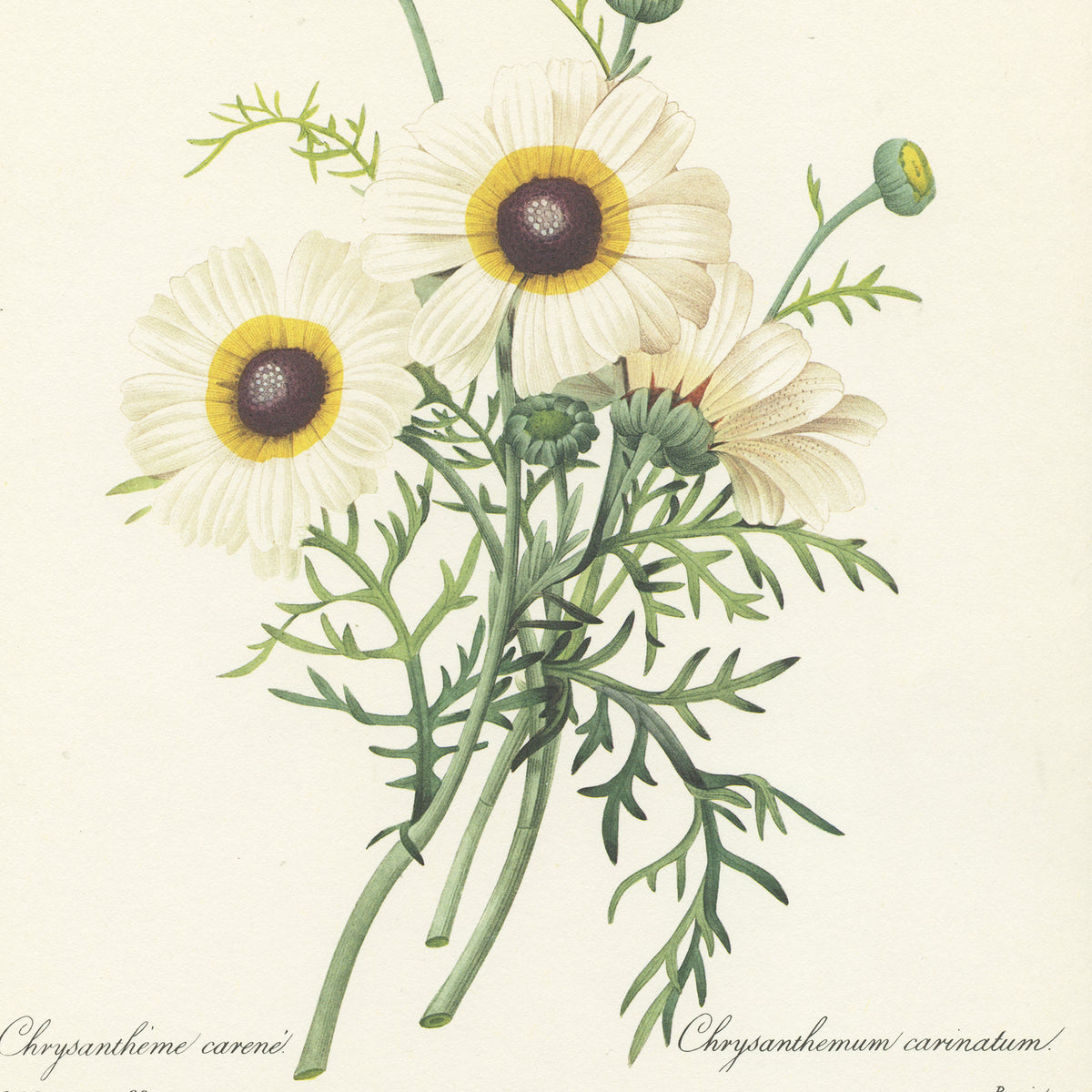 1986 Illustration botanique de Chrysanthème blanc par Redouté