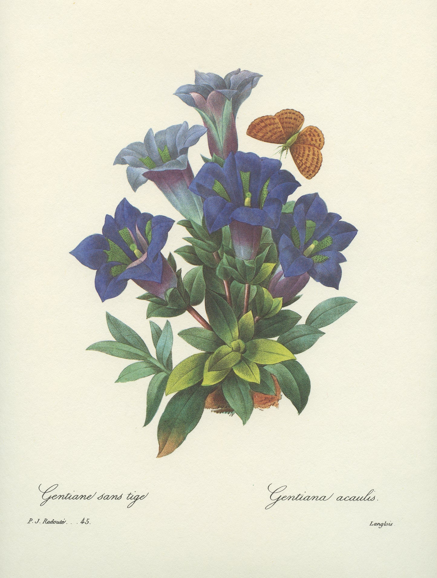1986 Blue Gentian Print by Redouté