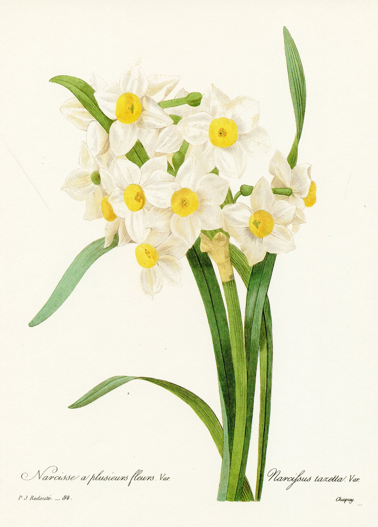 1986 Vintage White Dafffodils Botanical Print by Redouté