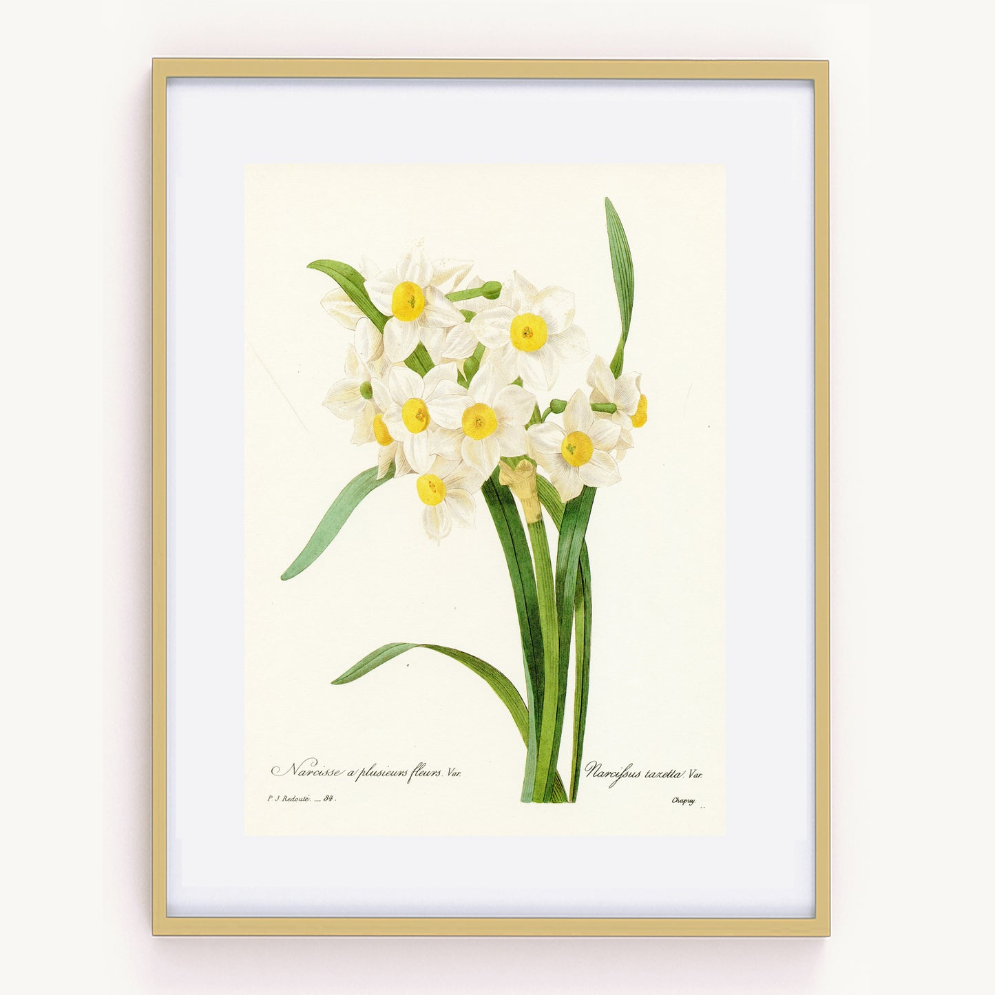 1986 Vintage White Dafffodils Botanical Print by Redouté