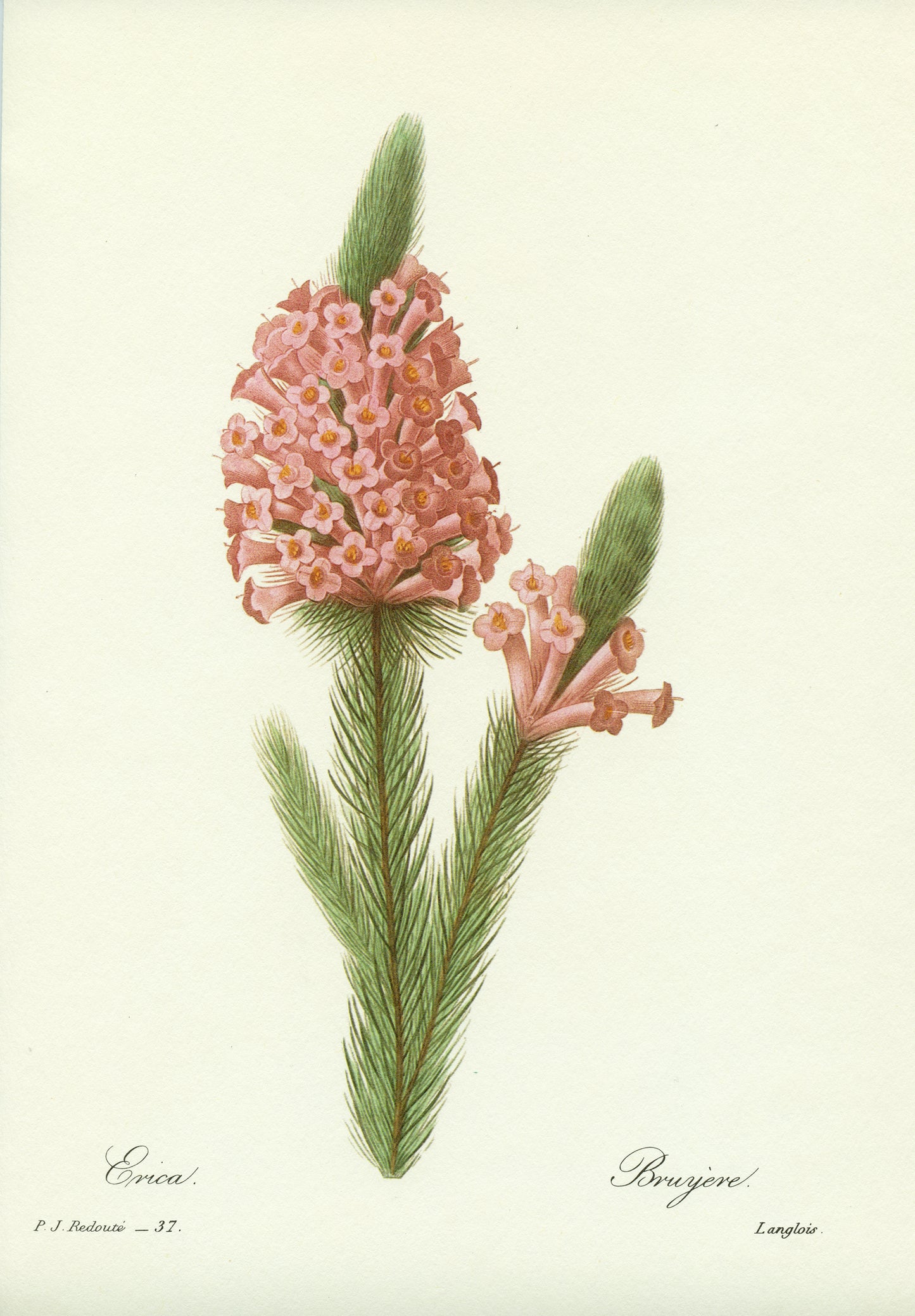 1986 Vintage Redouté heather botanical print