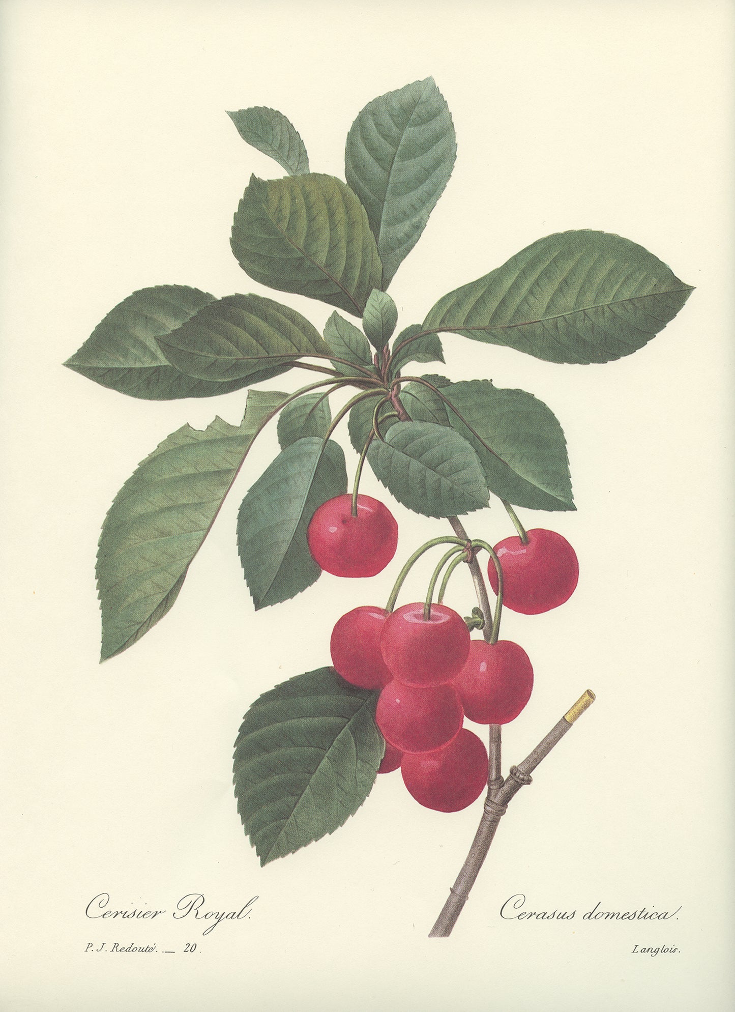 1986 Redoute Cherry Tree Print