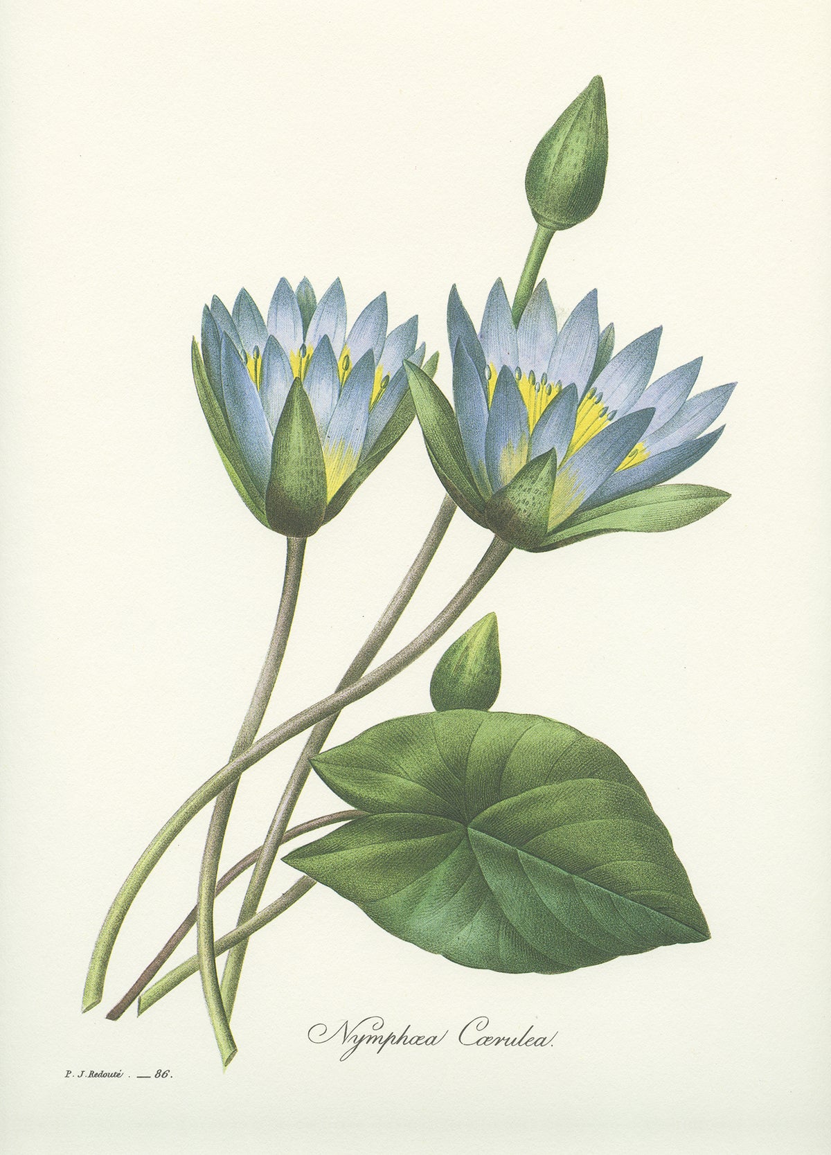 1986 Blue Nymphea Print by Redouté