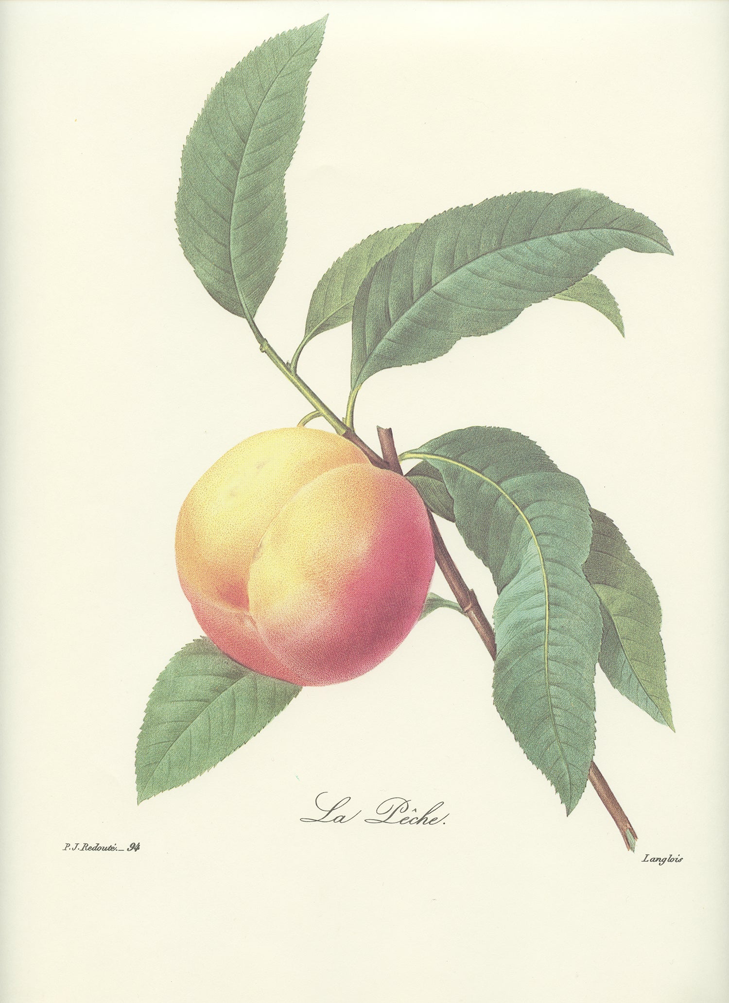 Redouté Botanical Prints