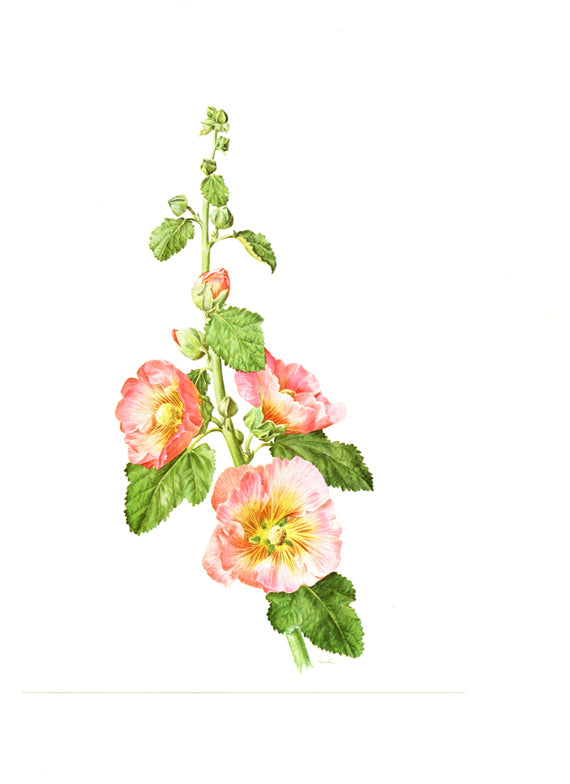 1972 Pink Hollyhock flower print