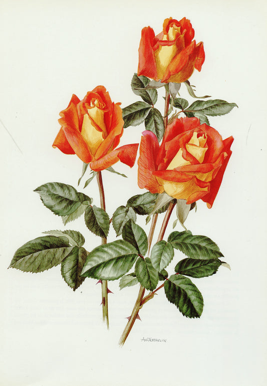 1985 Louis De Funès Rose Botanical Print