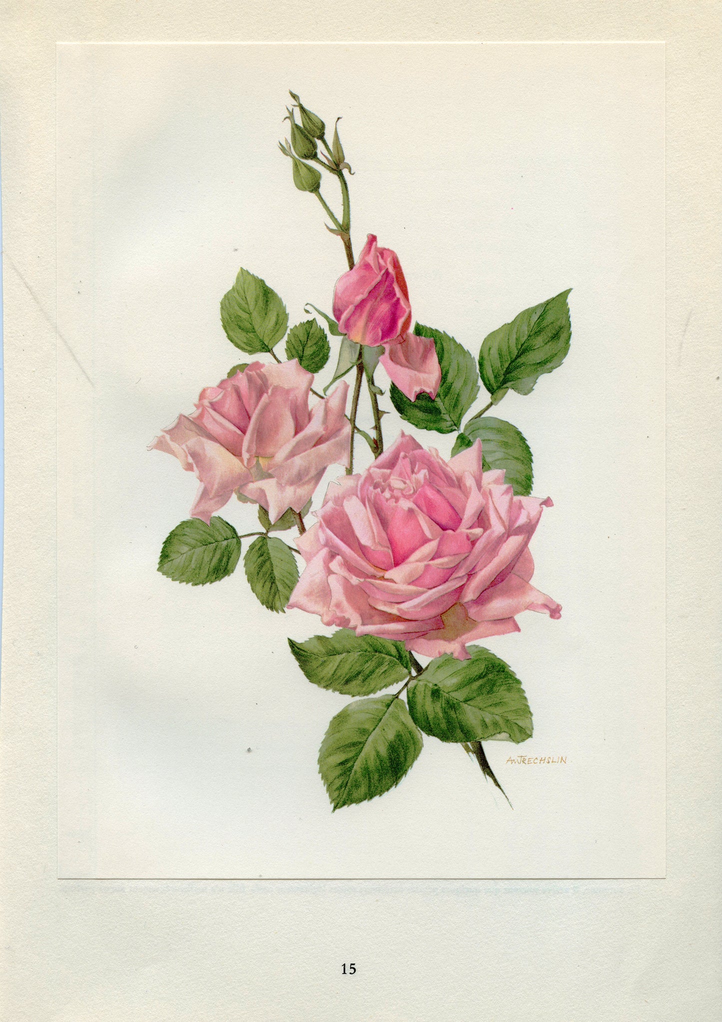 1962 La France Pink Roses botanical print
