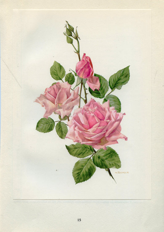1962 La France Pink Roses botanical print